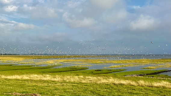 Ein großer Schwarm von Möwen fliegt über das schleswig-holsteinische Flachland. © Ursula Andresen Foto: Ursula Andresen