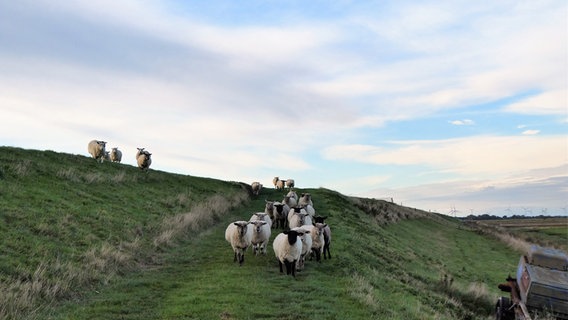 Mehrere Schafe laufen auf einem Deich. © Cordula Sönnichsen Foto: Cordula Sönnichsen