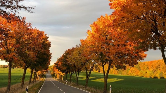 Die abendliche Sonne schwimmert durch die goldenen Blätter von Bäumen, die entlang einer Landstraße stehen. © Silke Buck Foto: Silke Buck