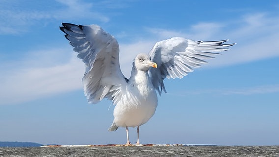 Eine Möwe streckt ihre Flügel aus. © Sirje Patz Foto: Sirje Patz