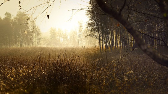 Eine Rehfamilie an einem Waldrand in der Morgensonne © Martin Hall Foto: Martin Hall