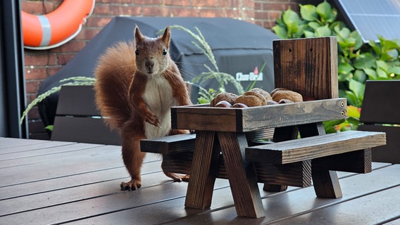 Ein Eichhörnchen sitzt auf dem Terrassentisch und bedient sich an den dort liegenden Nüssen. © Stephan Andersen Foto: Stephan Andersen