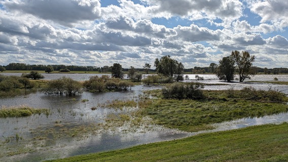 Die Elbe ist bei Lauenburg über ihre Ufer getreten, sodass ein Feld unter Wasser steht. © Ore Friese Foto: Ore Friese