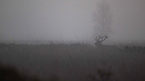 Ein Rothirsch steht im morgendlichen Nebel im Tetenhusener Moor. © Jörn Tietje Foto: Jörn Tietje