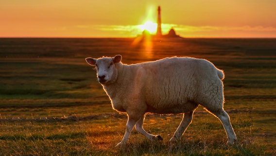 Ein Schaf bei Sonnenuntergang vor dem Leuchtturm Westerheversand. © Frank Kossiski Foto: Frank Kossiski