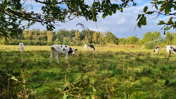 Kühe grasen auf einer Weide bei Schobüll. © Silke Hars Foto: Silke Hars