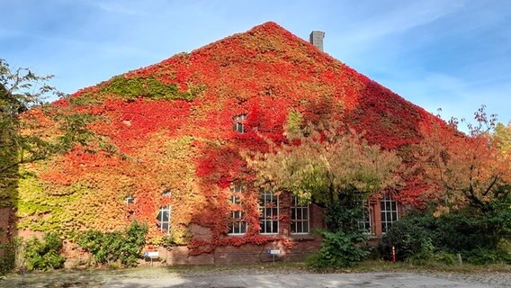 Eine mit Pflanzen bewachsene Hausfassade im Herbst. © Marita Volkmann Foto: Marita Volkmann