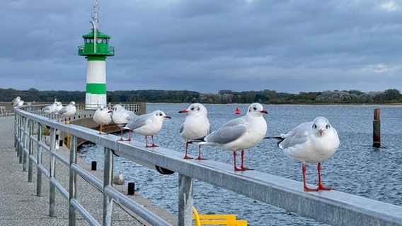 Elf Möven stehen aufgreiht auf einem Geländer vor einem kleinen grün-weiß gestreiftem Leuchtturm. © Sabine Schöne Foto: Sabine Schöne