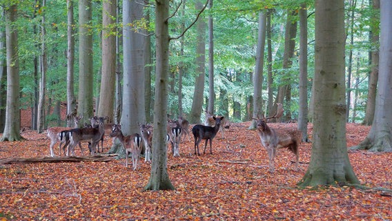 Hirsche stehen in einem Wald in Kiel. © Franz Christian Kompanik Foto: Franz Christian Kompanik