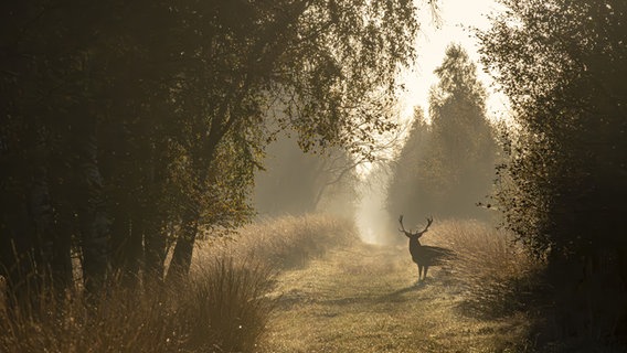 Ein Hirsch kreuzt einen Waldweg im Morgennebel. © Melanie Lettau Foto: Melanie Lettau