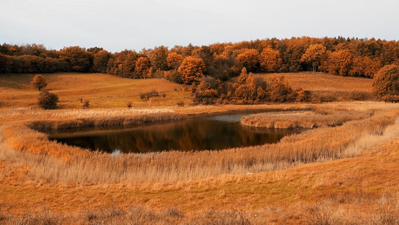 Herbstliche Farben am Dummersdorfer Ufer in Lübeck. © Hans-Ott Klies Foto: Hans-Ott Klies