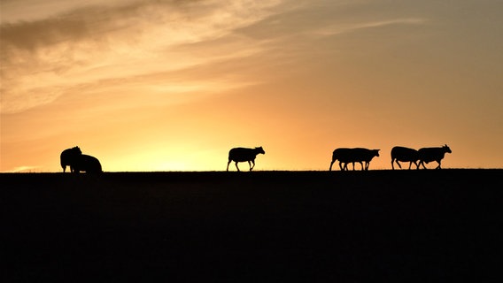 Schafe auf einem Deich bei Sonnenuntergang © Cordula Sönnichsen Foto: Cordula Sönnichsen