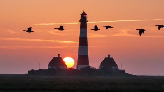 Vögel fliegen im Sonnenuntergang am Westerhever Leuchtturm vorbei. © Wenke Stahlbock Foto: Wenke Stahlbock