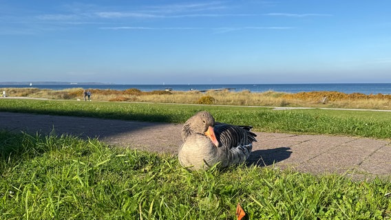 Auf dem Deich von Stein an der Ostsee liegt eine Gans und genießt die Sonne. © Christian Dierck Foto: Christian Dierck