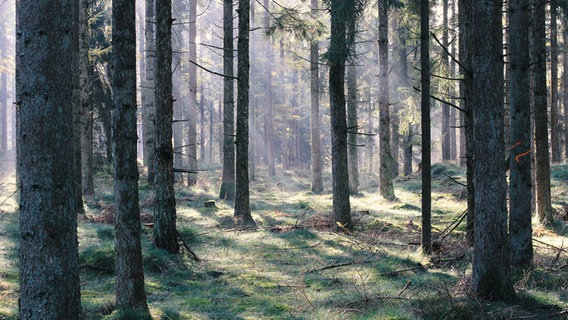 Im Wald liegt noch der Morgendunst in der Luft und wird allmählich von den ersten Sonnenstrahlen abgelöst. © Dirk Söllner Foto: Dirk Söllner