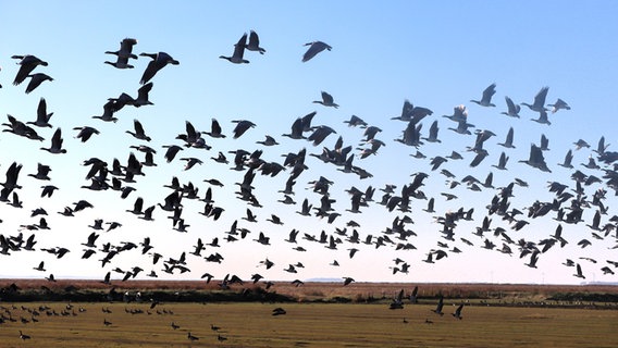 Auf dem Deichvorland bei Schlüttsiel an der Nordsee habt gerade ein Gänseschwarm ab. © Esther Wissel Foto: Esther Wissel