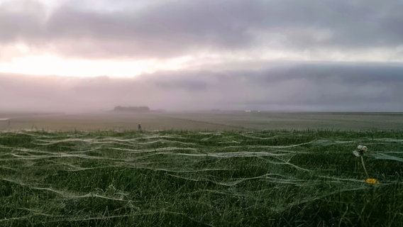 Von der Taunässe sichtbare Spinnenweben bedecken die Wiesen von Hallig Hooge. © Erik Seefuss Foto: Erik Seefuss