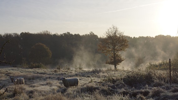 Schafe stehen auf einem Feld, im Hintergrund steigt Nebel auf. © Sabine Thieme-Bytom Foto: Sabine Thieme-Bytom