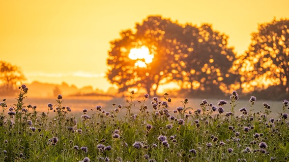 Phacelia (Bienenweide) als herbstliche Insektenweide auf einem Acker bei Sonnenaufgang am Ortsrand von Gammelby © Stefan Blawe Foto: Stefan Blawe