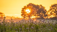 Phacelia (Bienenweide) als herbstliche Insektenweide auf einem Acker bei Sonnenaufgang am Ortsrand von Gammelby © Stefan Blawe Foto: Stefan Blawe