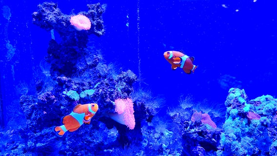 Zwei orangefarbene Clownfische schwimmen im blau schimmernden Wasser des Aquariums auf Fehmarn. © Hans-Jürgen Kaufhold Foto: Hans-Jürgen Kaufhold