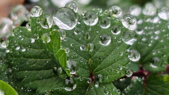 Der Regen formt kugelrunde Regentropfen auf einem Blatt. © Regina Kühl Foto: Regina Kühl