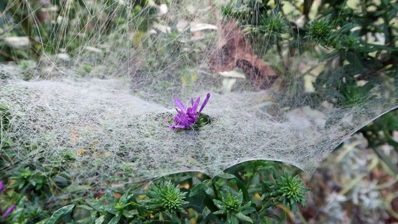 Eine Spinne hat ein feines Netz um eine lila Blume gesponnen. © Bärbel Hunold Foto: Bärbel Hunold