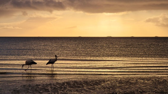 Zwei Störche in der Nordsee bei Wyk auf Föhr. © Alan Liddell Foto: Alan Liddell