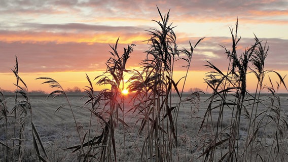 Über einem frostigen Feld geht am Morgen die Sonne auf und hüllt alles in wärmende Farben. © Cordula Sönnichsen Foto: Cordula Sönnichsen