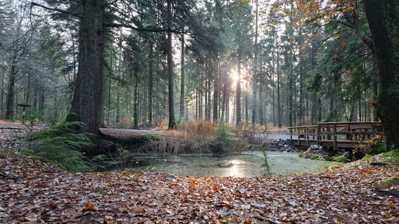 Der Langenberger Forst © Peter Körner Foto: Peter Körner