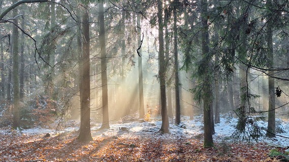 Im leicht mit Schnee bedeckten Wald bei Gülzow macht der Nebel die Sonnenstrahlen sichtbar. © Hubertus Karst Foto: Hubertus Karst