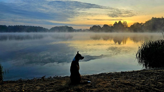 Ein Hund sitzt vor dem Leezener See, über dem sanft der Neben schwebt. © Petra Dethlefsen Foto: Petra Dethlefsen