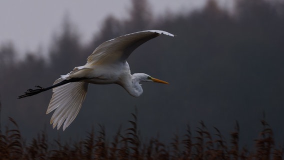 Ein Reiher fliegt anmutig über das Brenner Moor. © Jörg Steinmann Foto: Jörg Steinmann