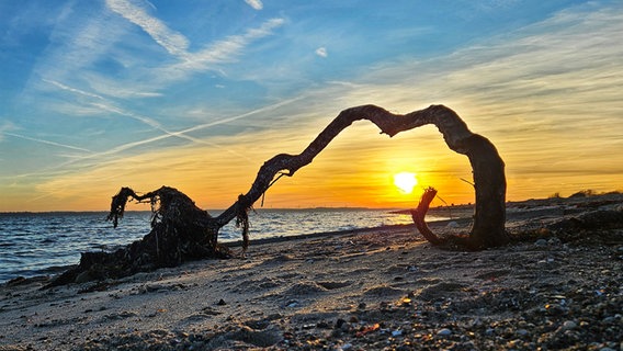 Ein Baumstamm krümmt sich an der Eckernförder Bucht bei Abenstimmung. © Susanne Richter Foto: Susanne Richter