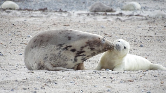 Eine Robbe mit ihrem Jungen vor der Düne Süd vor der Insel Helgoland. © Stefan Krüger Foto: Stefan Krüger