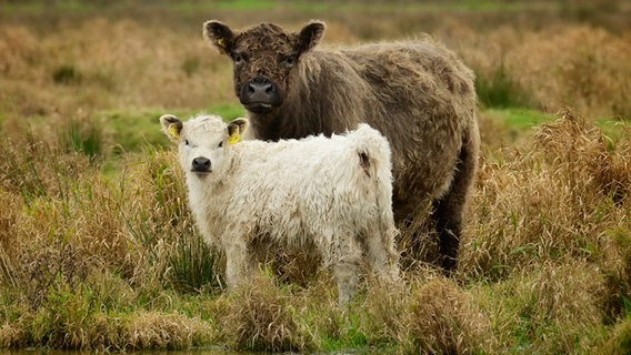 Eine braune Galloway-Mutterkuh steht auf einer Naturschutzwiese hinter ihrem weißen Kalb. © Ingke Strauss Foto: Ingke Strauss