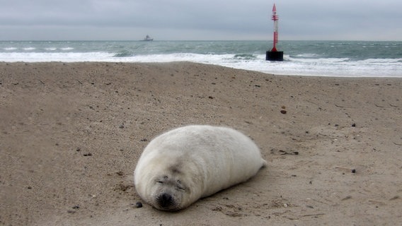 Eine Robbe schlummert am Strand der Insel Helgoland. © Stefan Krüger Foto: Stefan Krüger