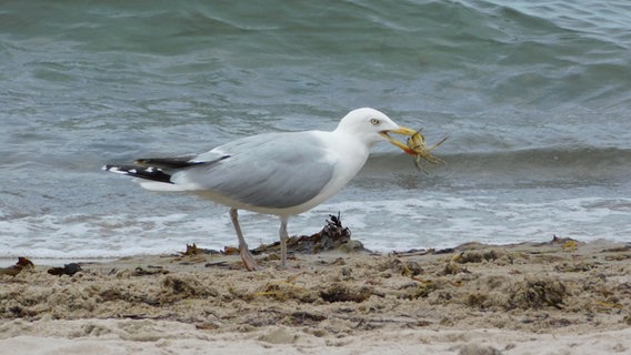 Eine Möwe frisst eine Krabbe am Strand © Ralf Grebe Foto: Ralf Grebe