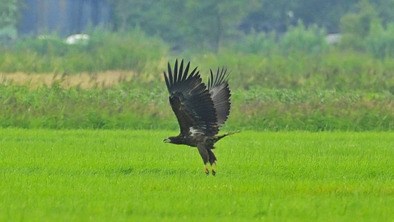 Ein junger Seeadler fliegt über die Midlumer Marsch. © Ingke Strauss Foto: Ingke Strauss