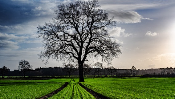 Freistehender Baum bei Bargfeld-Hartwigsal. © Klaus Kock Foto: Klaus Kock