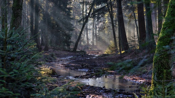 Verträumte Stimmung im Sachsenwald bei Dassendorf. © Klaus Jornitz Foto: Klaus Jornitz