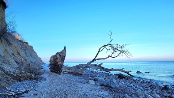 Brodtener Steilufer an der Ostsee. © Holger Totzek Foto: Holger Totzek