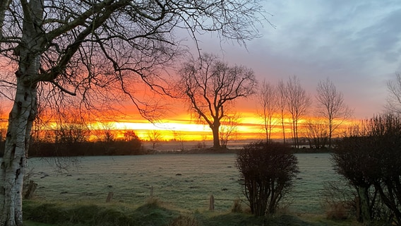 Mit Tau bedeckte Wiesen bei Alt Duvenstedt im Sonnenaufgang. © Börge Tiedemann Foto: Börge Tiedemann