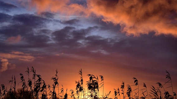 Ein Sonnenaufgang im Fieler Moor. © Grit Behrens-Esche Foto: Grit Behrens-Esche