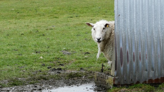 Ein Schaf guckt frech aus seinem Unterschlupf hervor. © Cordula Sönnichsen Foto: Cordula Sönnichsen