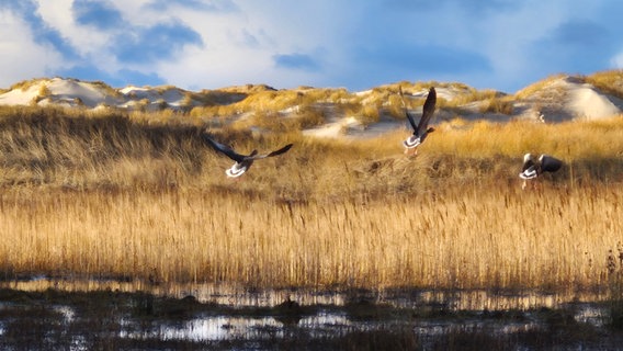 Einige Wildgänse heben über der Dünenlandschaft auf Amrum in die Luft ab. © Silke Manthey Foto: Silke Manthey