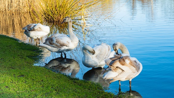 Vier junge Schwäne stehen am Ufer des Schwartauer Sees und putzen sich ihr Gefieder. © Karin Bräunert Foto: Karin Bräunert