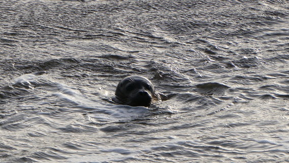 Eine Robbe in der Ostsee bei Schlüttsiel. © Cordula Sönnichsen Foto: Cordula Sönnichsen