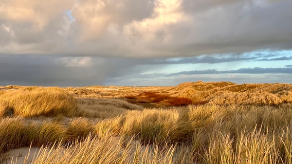 Ein Blick über die Dünen zum Westerhever Leuchtturm. © Ursula Andresen Foto: Ursula Andresen