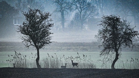 In der Dämmerung stehen ein paar Rehe auf einer Lichtung. © Adam Freliga Foto: Adam Freliga